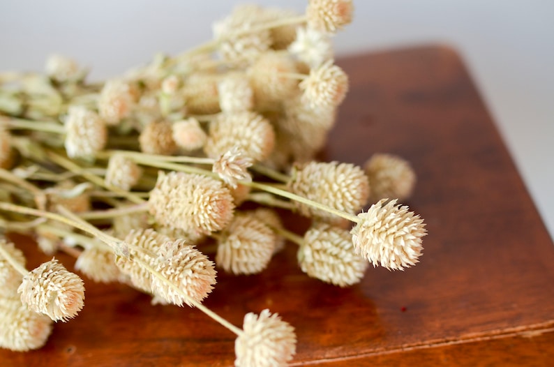 K&ouml;nnte beinhalten: Ein Strau&szlig; getrockneter, cremefarbener Blumen mit flauschigen, runden K&ouml;pfen, die auf einer Holzoberfl&auml;che angeordnet sind.