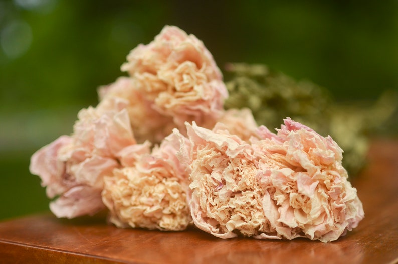 Dried peony bunch Dried peonies for weddings dried flowers for vase dried peony bouquet rose substitute peonies pink peony image 8