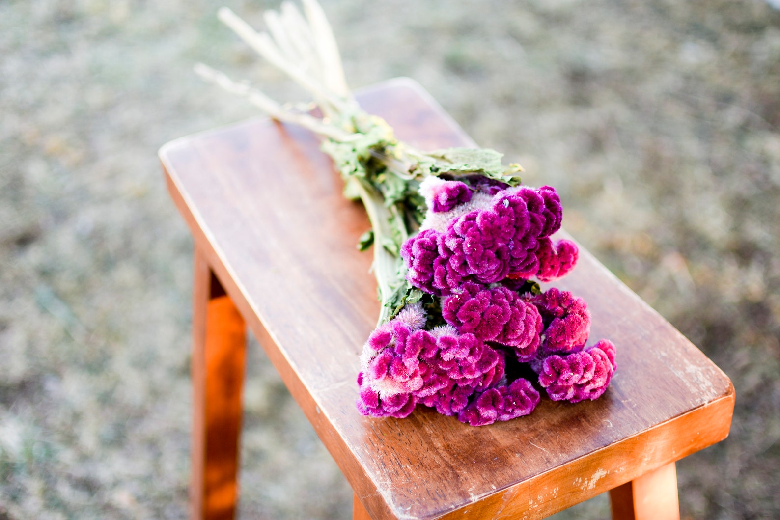 Bunch of rose pink celosia dark pink dried flowers Etsy