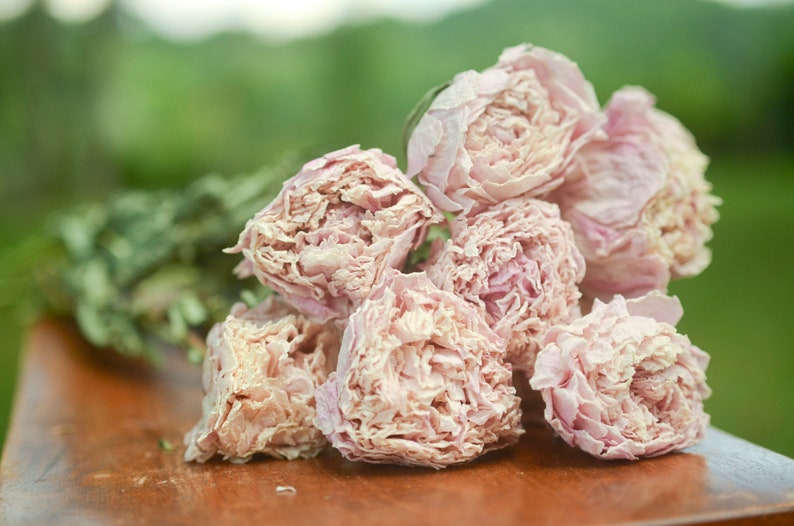 Dried peony bunch Dried peonies for weddings dried flowers for vase dried peony bouquet rose substitute peonies pink peony Light Pink