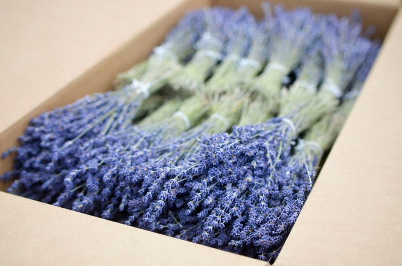 Bulk Case Dried English Lavender wholesale dried lavender Etsy