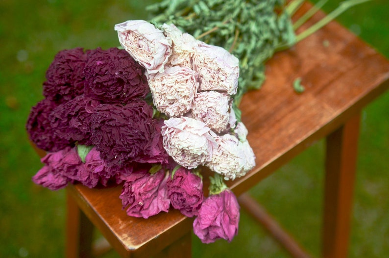 Dried peony bunch Dried peonies for weddings dried flowers for vase dried peony bouquet rose substitute peonies pink peony image 1