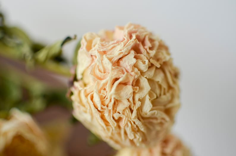 Blush pink peonies cream/pink peonies dried peonies pink Etsy