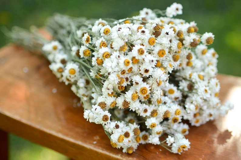 Dried ammobium bunch mini daisies everlasting dried flowers Etsy