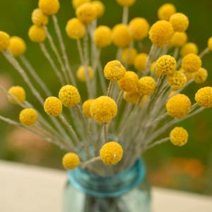 Dried billy balls, craspedia, Bunch of craspedia, dried yellow flowers, Billy buttons, baby shower flowers image 3