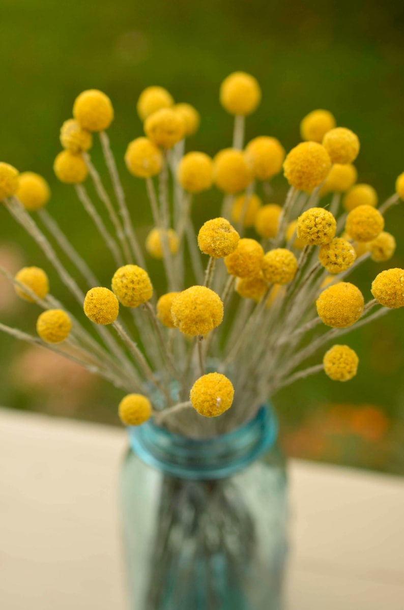 Dried billy balls, craspedia, Bunch of craspedia, dried yellow flowers, Billy buttons, baby shower flowers image 3