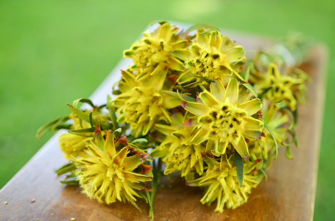 Yellow Midges Yellow Plumosum Midge-orchids: Spring Preserved Flowers - Etsy