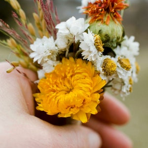 Dried daisy bunch, dried ammobium, winged everlasting, natural chrysanthemum, mini daisy, white daisies, wedding flowers, corsage flowers image 7