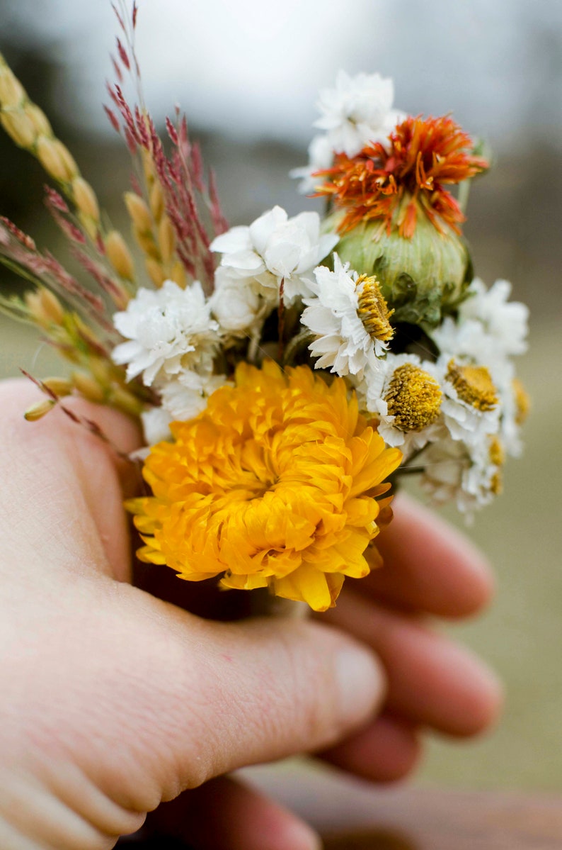 Dried daisy bunch, dried ammobium, winged everlasting, natural chrysanthemum, mini daisy, white daisies, wedding flowers, corsage flowers image 7