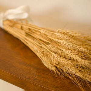 Dried Bearded Wheat Bundle, dried wheat, golden wheat, wheat bunch, wheat bundle, dried grains, green wheat, green grains image 3