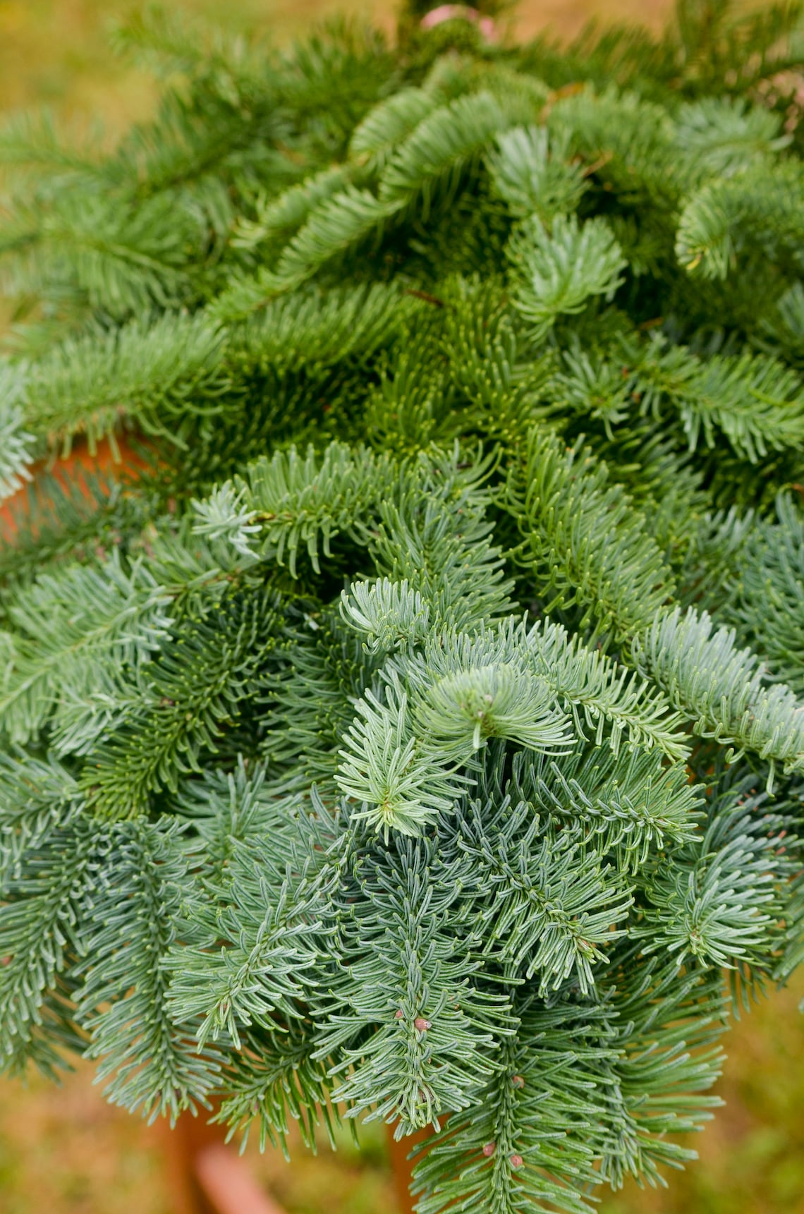 Fir branches fresh evergreen branches Christmas greenery Etsy