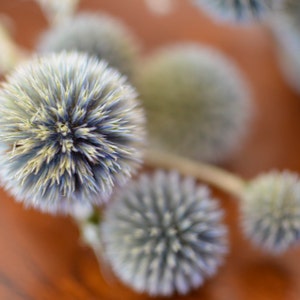 Dried echinops, natural thistle flower, dried globe thistle, dusty blue flowers, light blue flowers for bouquet, for vase, for wedding image 2