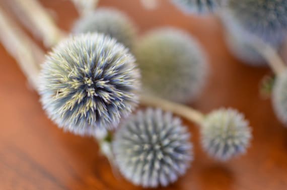 Echinops secos naturales flor de cardo seca flores azules - Etsy España