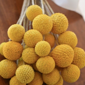 Dried billy balls, craspedia, Bunch of craspedia, dried yellow flowers, Billy buttons, baby shower flowers image 8