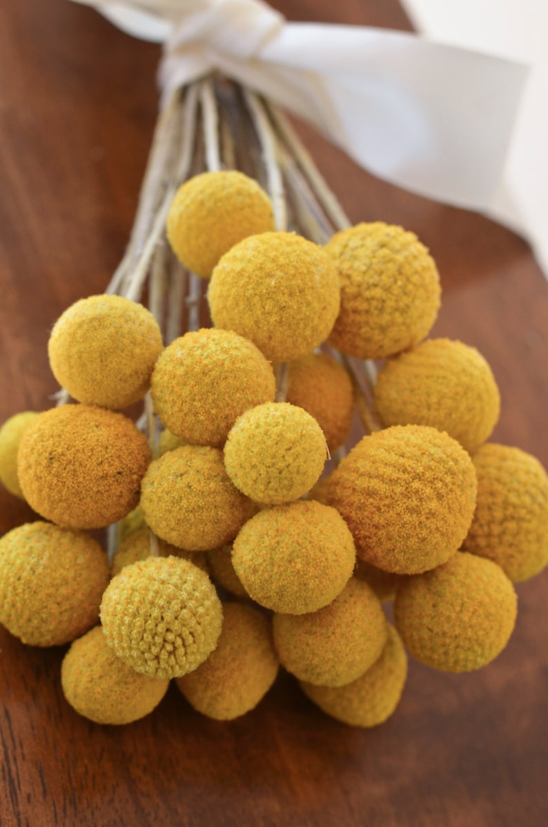 Dried billy balls, craspedia, Bunch of craspedia, dried yellow flowers, Billy buttons, baby shower flowers image 8