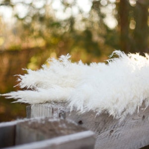 May include: Fluffy white pampas grass plumes rest on a weathered wooden fence. The feathery plumes are illuminated by sunlight, creating a soft, textured appearance. The background is blurred, with hints of green and brown.