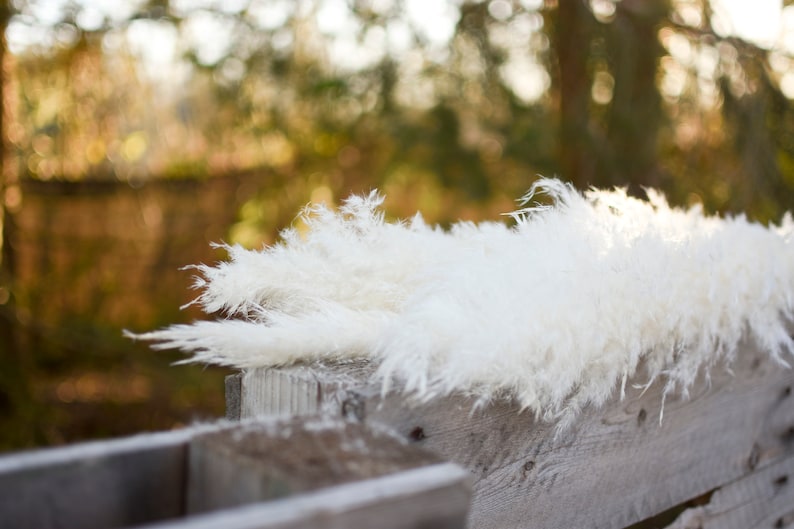 May include: Fluffy white pampas grass plumes rest on a weathered wooden fence. The feathery plumes are illuminated by sunlight, creating a soft, textured appearance. The background is blurred, with hints of green and brown.
