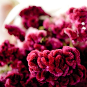 Dried dark pink Cockscomb, dark pink celosia, dried cockscomb, Dried celosia, burgundy celosia, coxcomb. burgundy coxcomb image 8