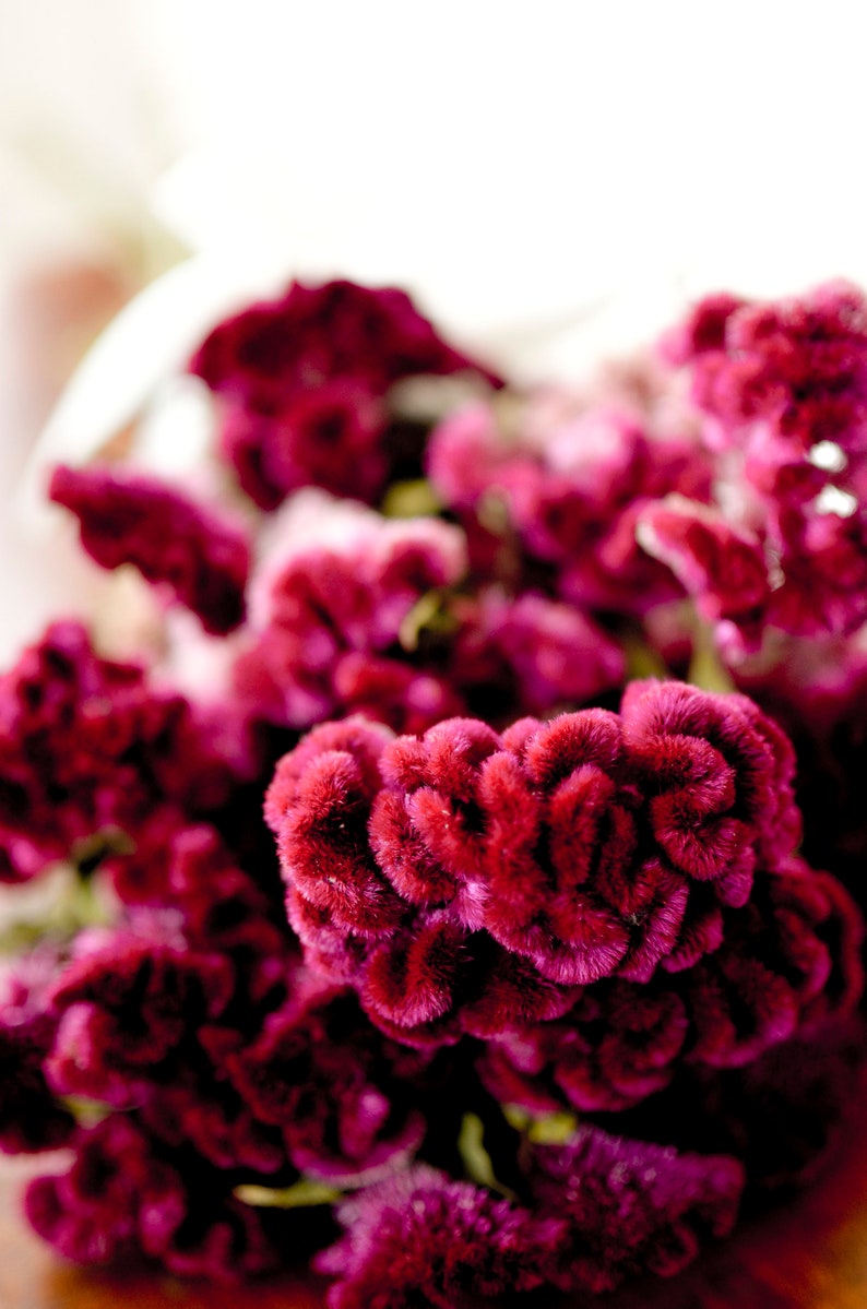 Dried dark pink Cockscomb, burgundy cockscomb, dried cockscomb, Dried celosia, burgundy celosia, coxcomb. burgundy coxcomb image 7