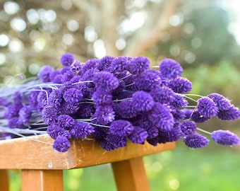 Purple Canary Grass | Dyed Phalaris Bunch | Long Stems for Summer Wreaths & Wedding Bouquets