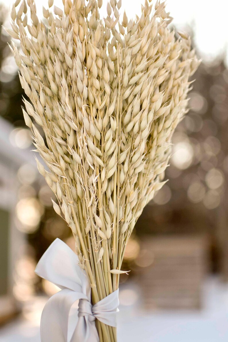 Dried oat bundle held upright.