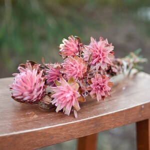 Pink punch plumosum, midge-orchids, pink preserved flowers, pink flowers for vase, pink flowers for arrangements image 8