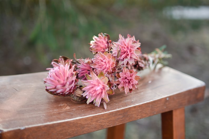 Pink punch plumosum, midge-orchids, pink preserved flowers, pink flowers for vase, pink flowers for arrangements image 8