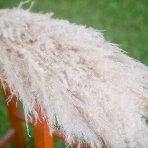 May include: A bunch of dried pampas grass with long, feathery plumes in a light beige color. The grass is arranged in a fan shape and is resting on a wooden surface.