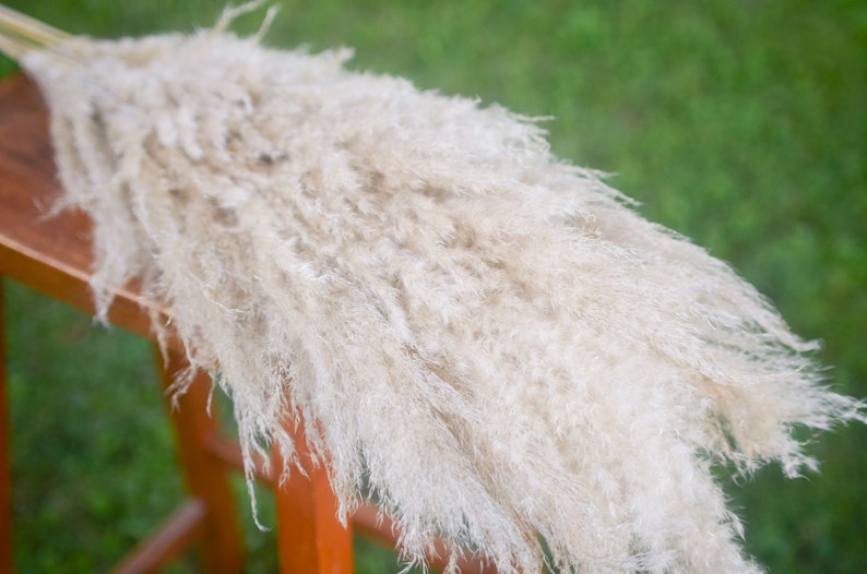 May include: A bunch of dried pampas grass with long, feathery plumes in a light beige color. The grass is arranged in a fan shape and is resting on a wooden surface.