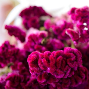 Dried dark pink Cockscomb, dark pink celosia, dried cockscomb, Dried celosia, burgundy celosia, coxcomb. burgundy coxcomb