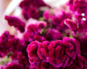 Dried dark pink Cockscomb, dark pink celosia, dried cockscomb, Dried celosia, burgundy celosia, coxcomb. burgundy coxcomb