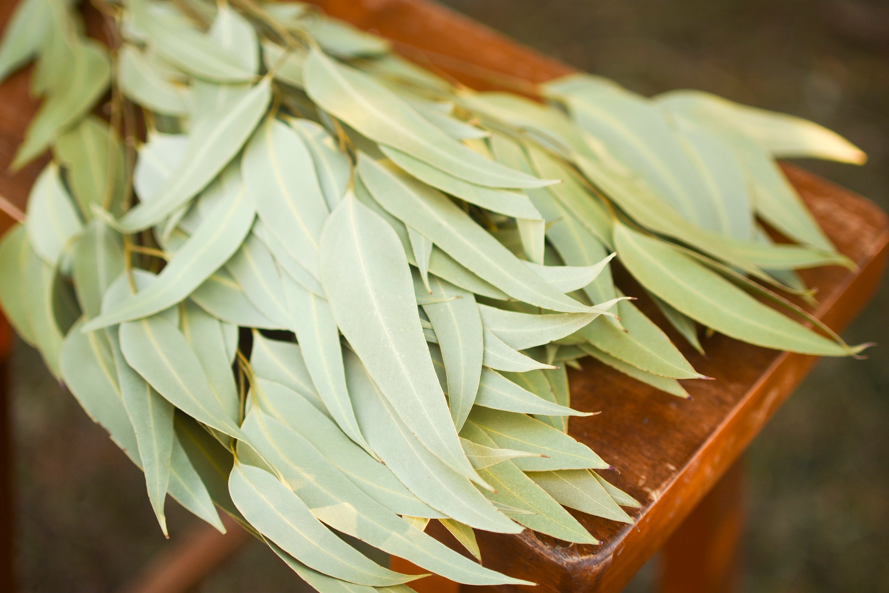 Dried Large Leaf Willow Eucalyptus dried eucalyptus for Etsy
