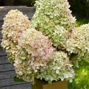 May include: A bouquet of hydrangea flowers in a wooden vase. The flowers are a mix of pale green and pink hues, with a dense, textured appearance. The vase is a simple, square design, and the background includes a wooden fence and green grass.