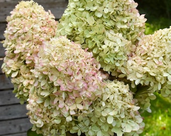 Dried Limelight Hydrangea Blooms | Large Natural Green to Cream Vintage Flowers | Wedding Centerpieces, Home Decor, Crafting