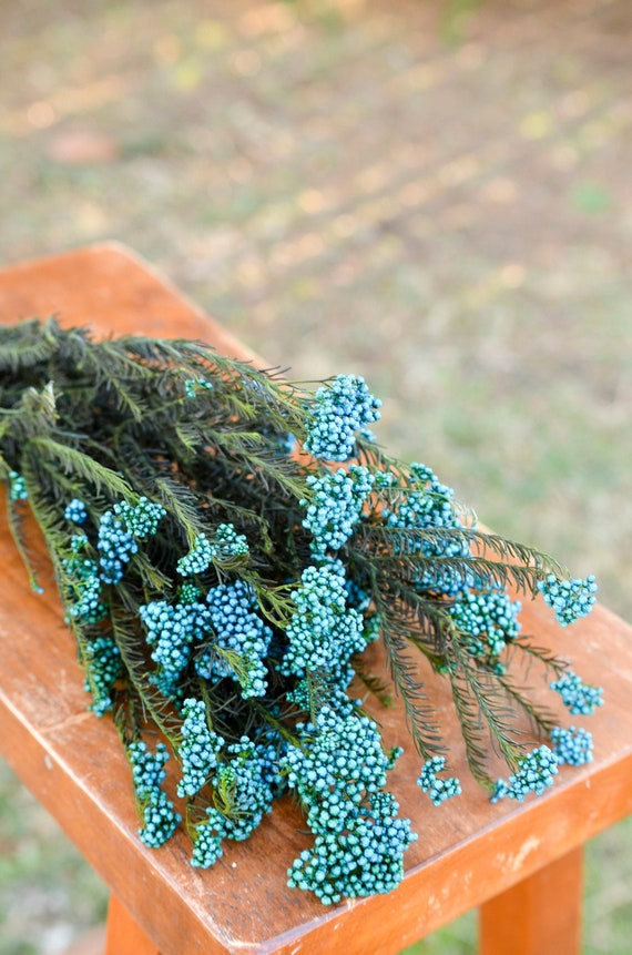 Preserved Blue Rice Flower Blue Flowers For Bouquets Blue Etsy