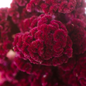 Dried dark pink Cockscomb, dark pink celosia, dried cockscomb, Dried celosia, burgundy celosia, coxcomb. burgundy coxcomb image 4