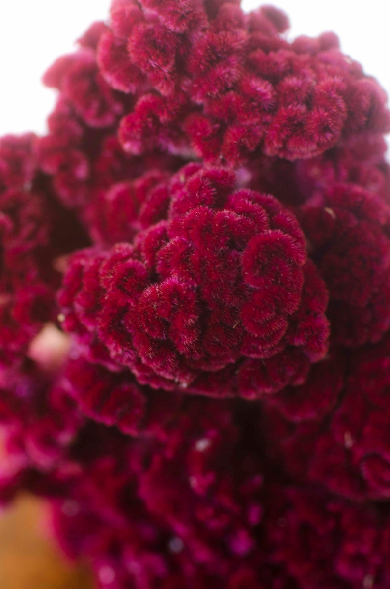 Dried dark pink Cockscomb, burgundy cockscomb, dried cockscomb, Dried celosia, burgundy celosia, coxcomb. burgundy coxcomb image 2