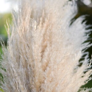 May include: A bunch of dried pampas grass with feathery plumes in shades of beige and white.