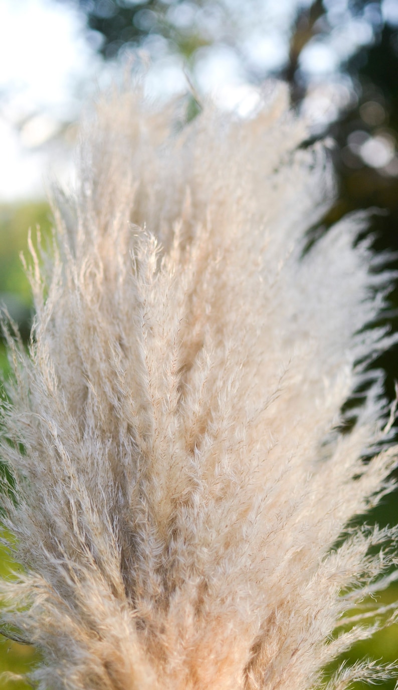 May include: A bunch of dried pampas grass with feathery plumes in shades of beige and white.