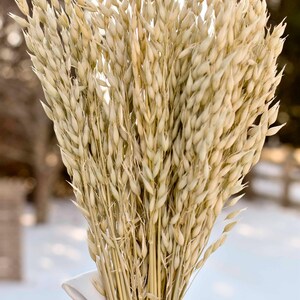 Dried oats tied with a gray satin held in hand.
