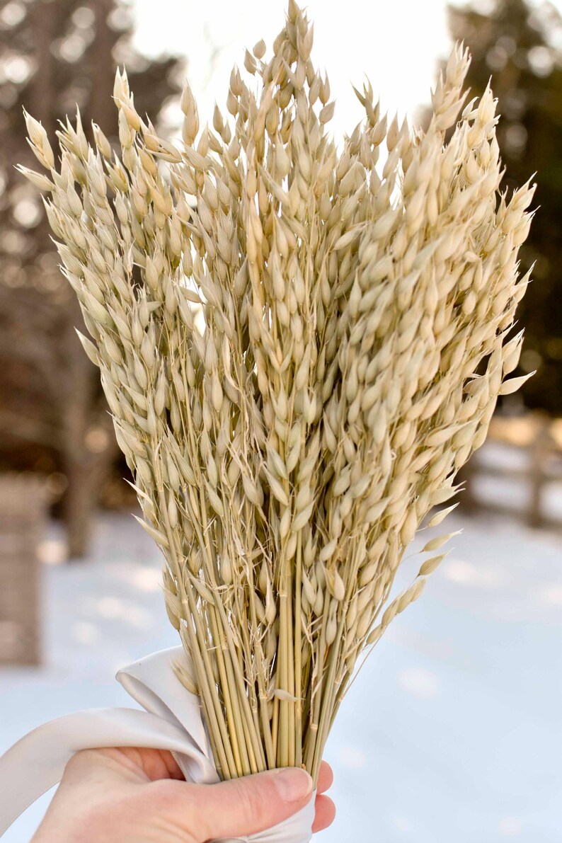 Dried oats tied with a gray satin held in hand.