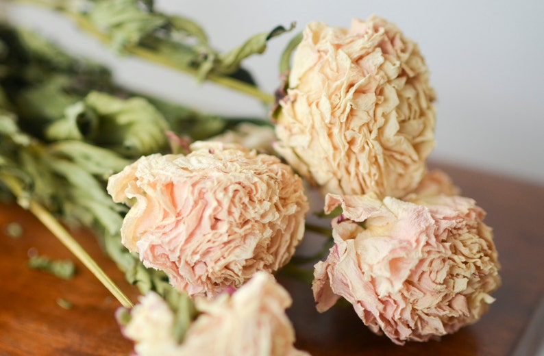 Blush pink peonies cream/pink peonies dried peonies pink Etsy