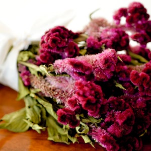 Dried dark pink Cockscomb, burgundy cockscomb, dried cockscomb, Dried celosia, burgundy celosia, coxcomb. burgundy coxcomb image 6