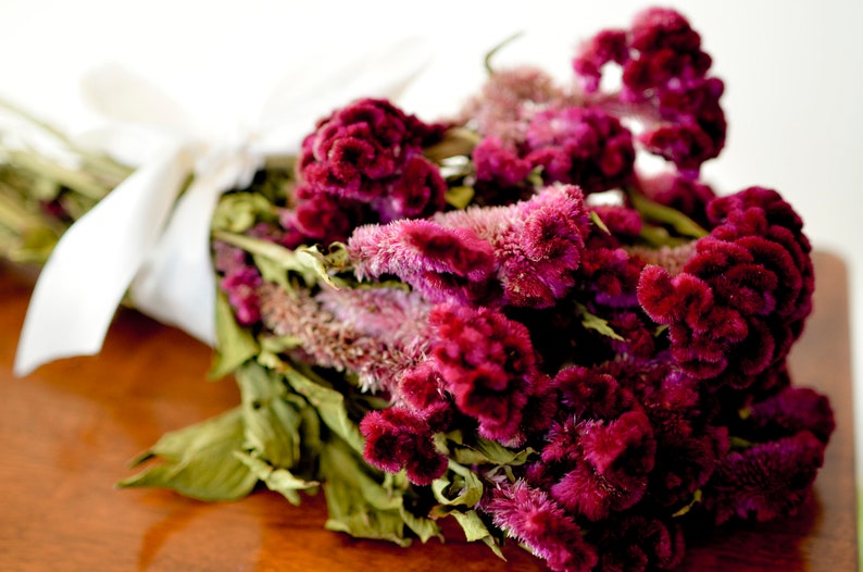 Dried dark pink Cockscomb, dark pink celosia, dried cockscomb, Dried celosia, burgundy celosia, coxcomb. burgundy coxcomb image 7