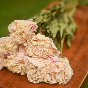 Dried peony bunch Dried peonies for weddings dried flowers for vase dried peony bouquet rose substitute peonies pink peony Blush Pink