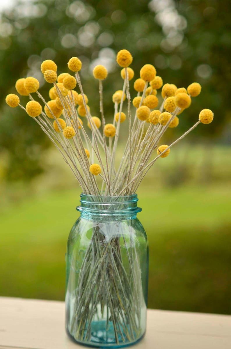 Dried billy balls, craspedia, Bunch of craspedia, dried yellow flowers, Billy buttons, baby shower flowers image 5