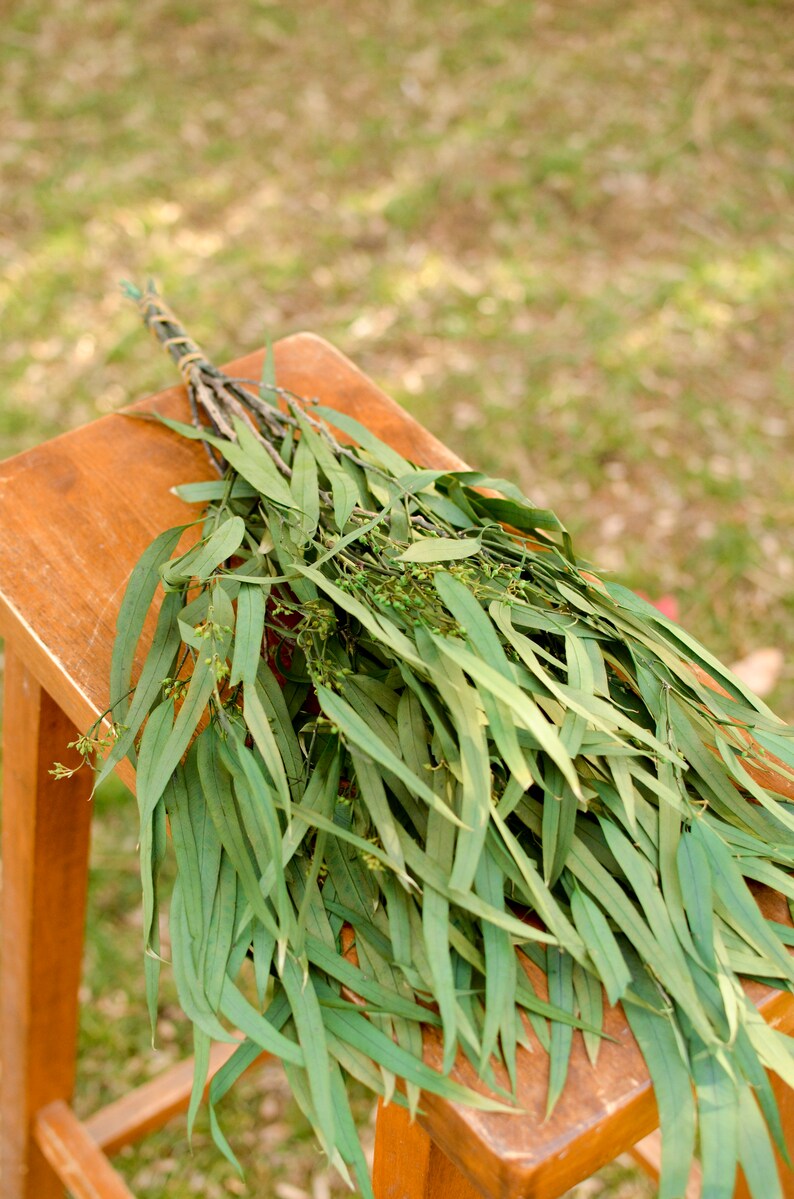 Preserved green seeded willow eucalyptus willow eucalyptus