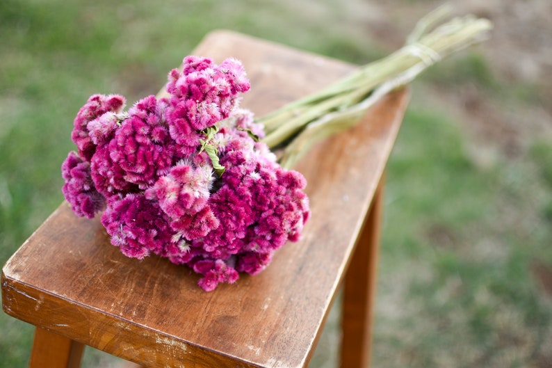 Bunch of Rose Pink Celosia Dark Pink Dried Flowers Etsy
