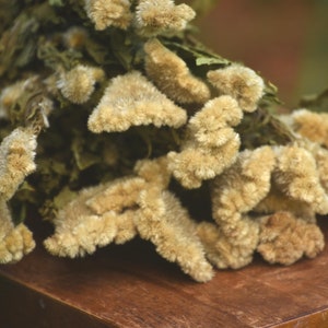 Dried Buff Cockscomb, yellow/cream cockscomb, cream flowers, ivory flowers, buff flowers, dried cockscomb, Dried celosia, buff celosia