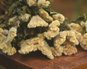 Dried Buff Cockscomb, yellow/cream cockscomb, cream flowers, ivory flowers, buff flowers, dried cockscomb, Dried celosia, buff celosia